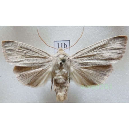Mythimna pudorina (Denis & Schiffermüller, 1775) Mokradlica wstydniczka Czech11b